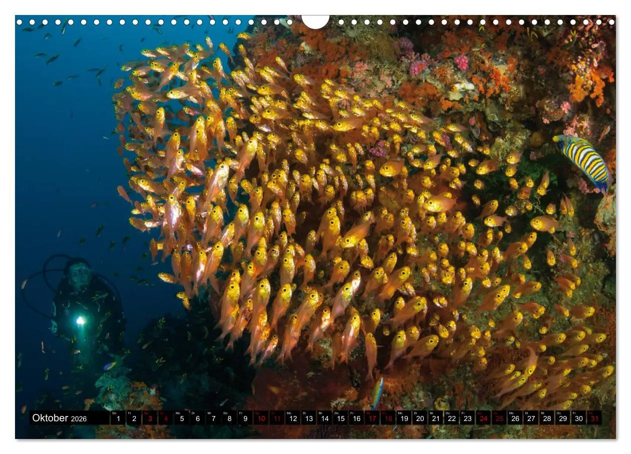 Bild: 9783457872390 | Malediven - Die bunte Unterwasserwelt (Wandkalender 2026 DIN A3...