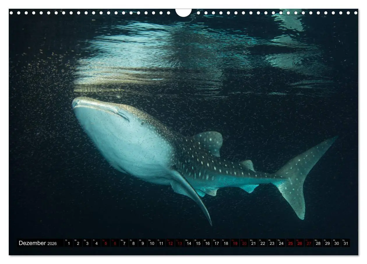 Bild: 9783457872390 | Malediven - Die bunte Unterwasserwelt (Wandkalender 2026 DIN A3...