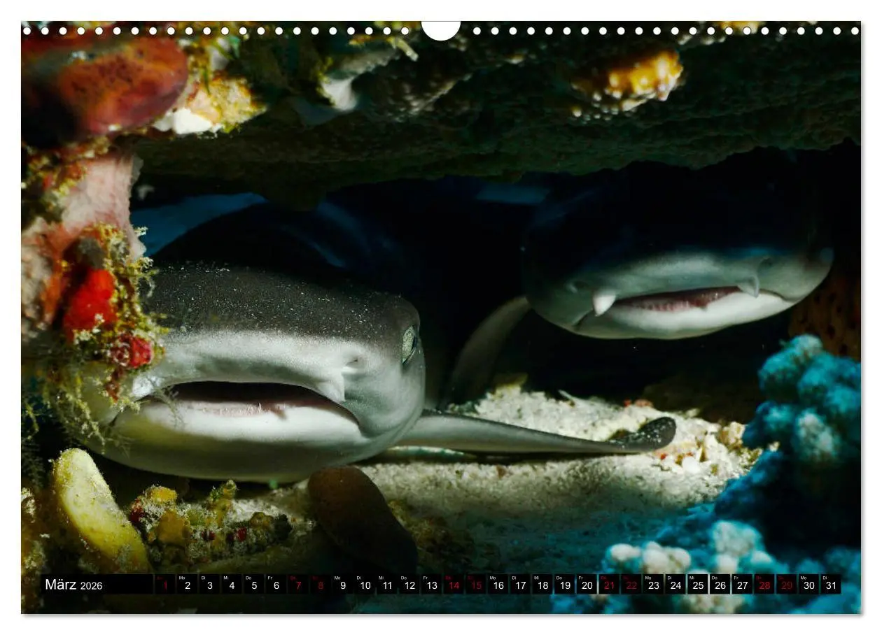 Bild: 9783457872390 | Malediven - Die bunte Unterwasserwelt (Wandkalender 2026 DIN A3...