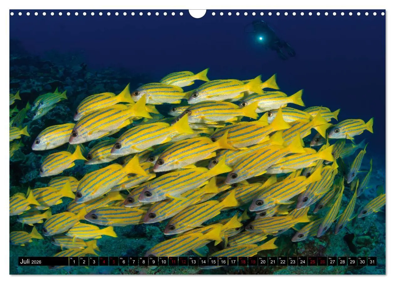 Bild: 9783457872390 | Malediven - Die bunte Unterwasserwelt (Wandkalender 2026 DIN A3...