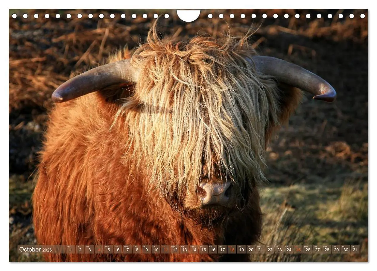 Bild: 9783516582390 | Highland Cattle - Native Breed of Scotland (Wall Calendar 2026 DIN...