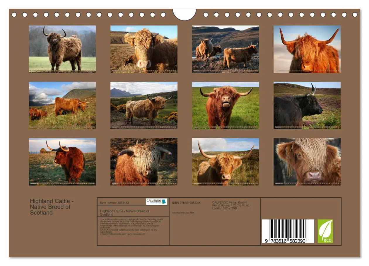 Bild: 9783516582390 | Highland Cattle - Native Breed of Scotland (Wall Calendar 2026 DIN...