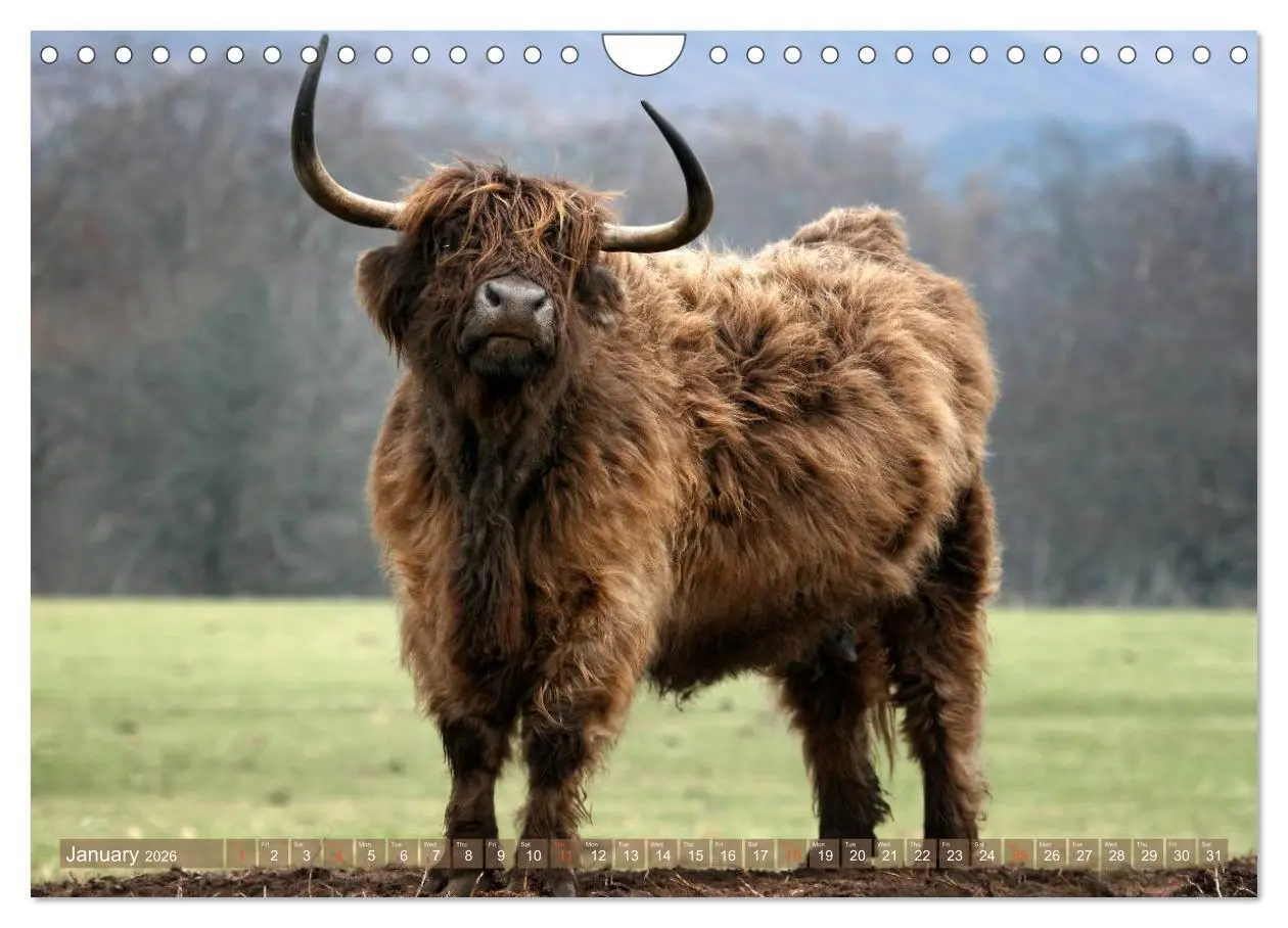 Bild: 9783516582390 | Highland Cattle - Native Breed of Scotland (Wall Calendar 2026 DIN...