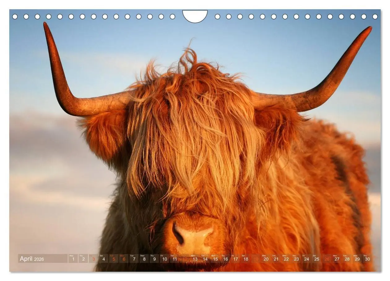 Bild: 9783516582390 | Highland Cattle - Native Breed of Scotland (Wall Calendar 2026 DIN...