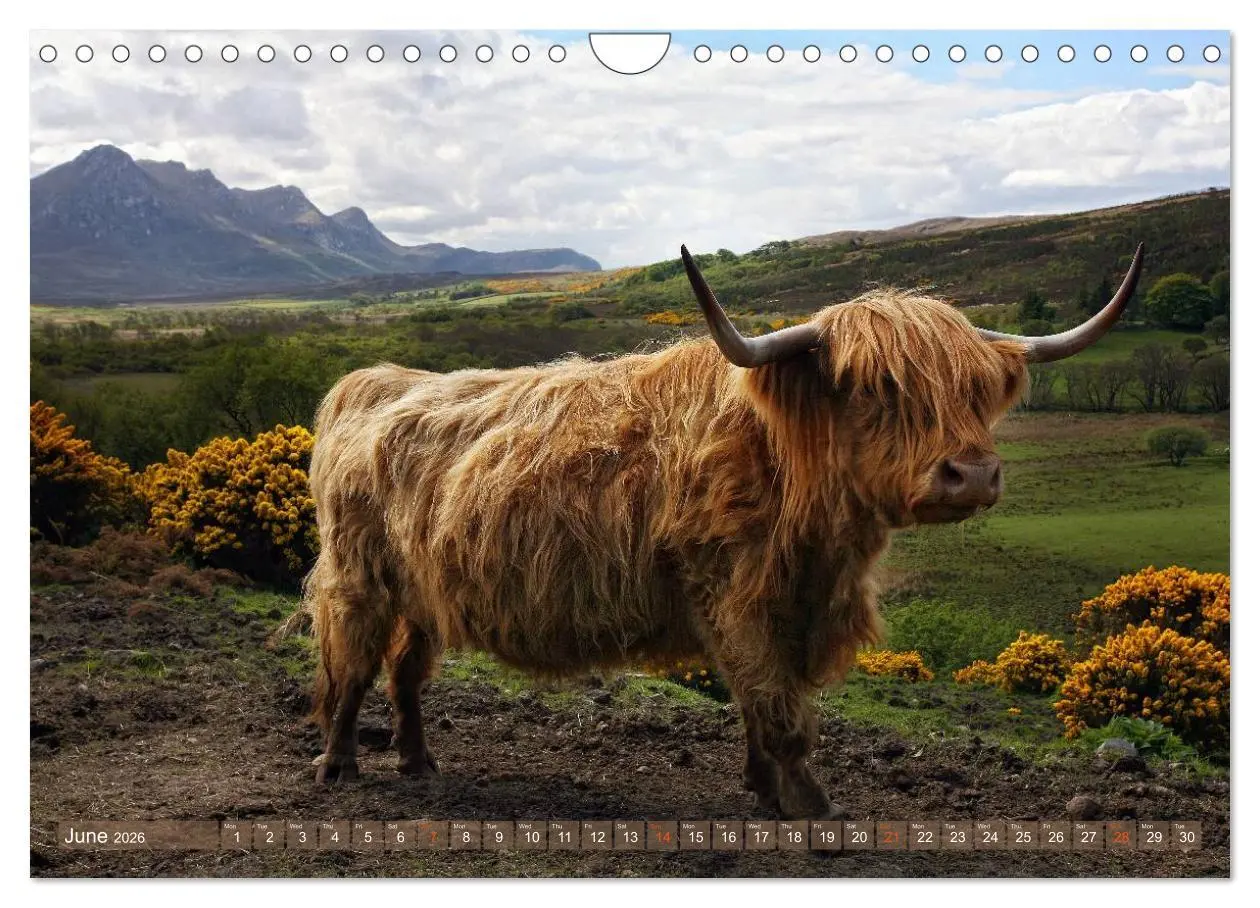 Bild: 9783516582390 | Highland Cattle - Native Breed of Scotland (Wall Calendar 2026 DIN...