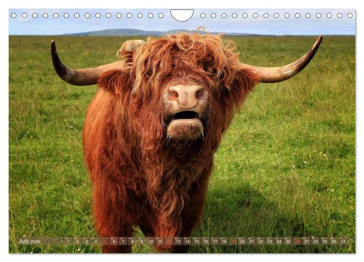 Bild: 9783516582390 | Highland Cattle - Native Breed of Scotland (Wall Calendar 2026 DIN...