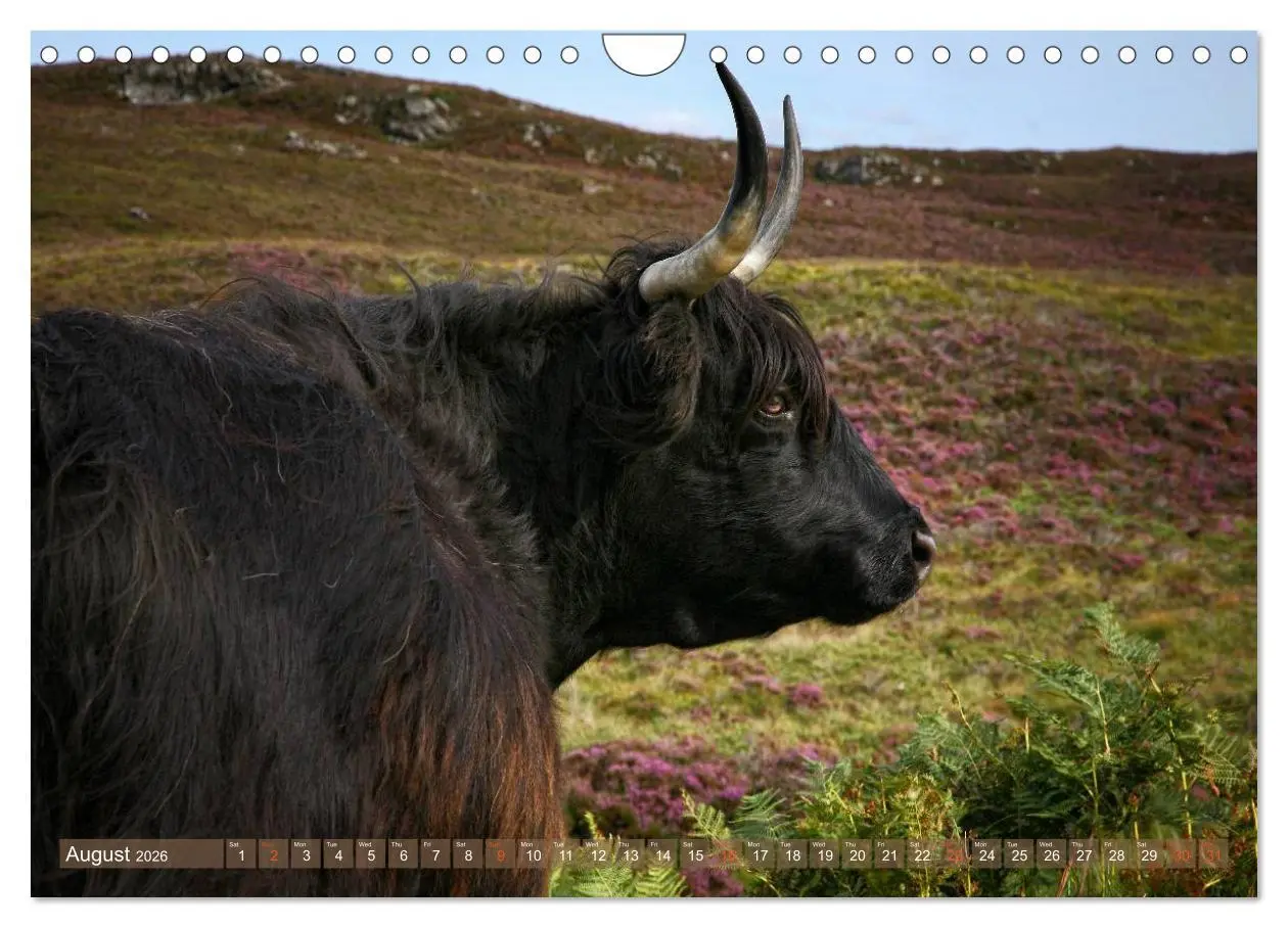Bild: 9783516582390 | Highland Cattle - Native Breed of Scotland (Wall Calendar 2026 DIN...