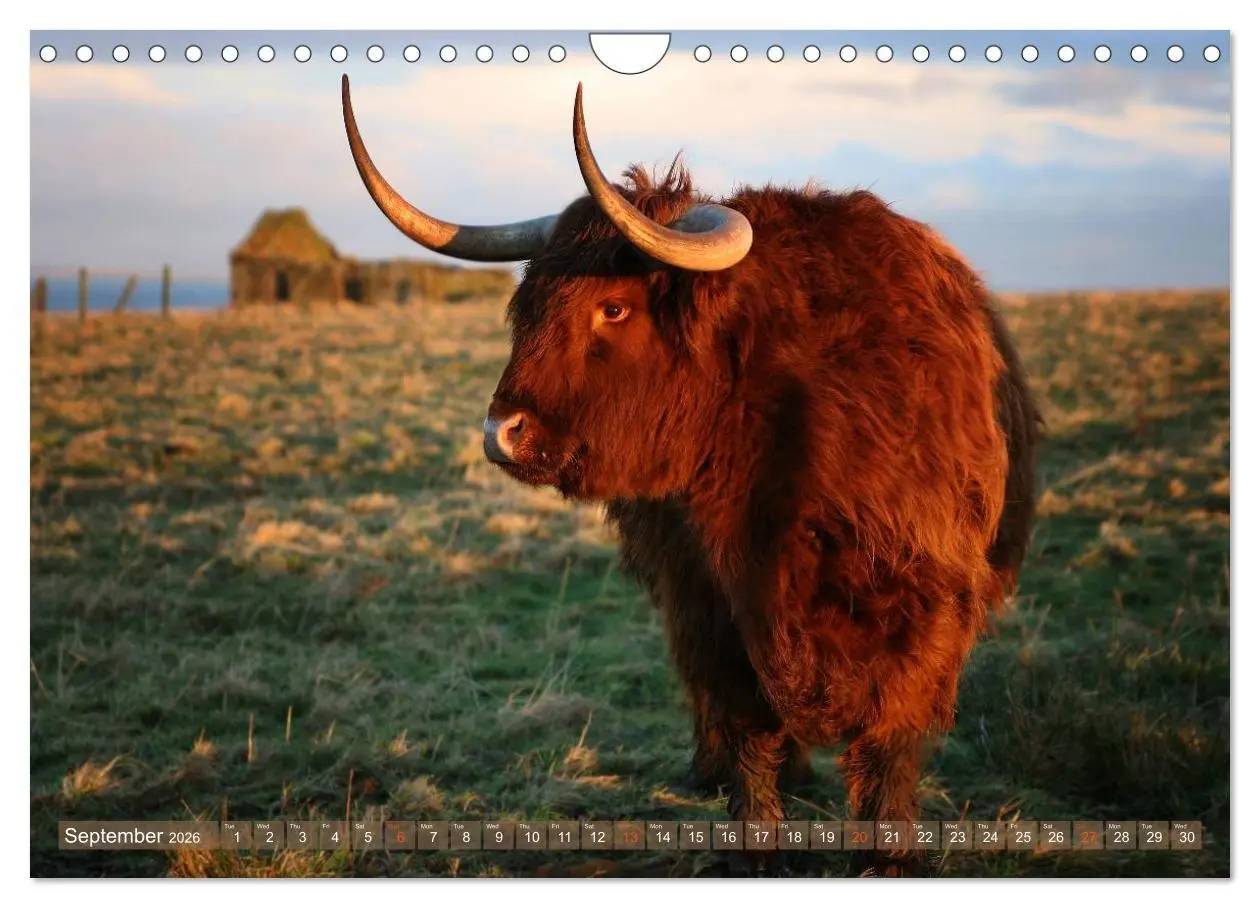 Bild: 9783516582390 | Highland Cattle - Native Breed of Scotland (Wall Calendar 2026 DIN...