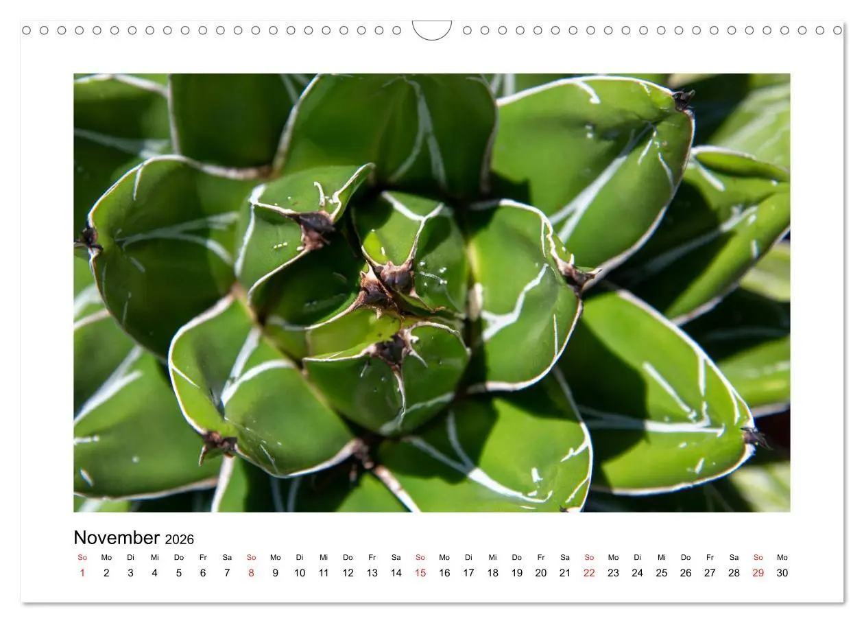 Bild: 9783457792490 | Kakteen und Sukkulenten (Wandkalender 2026 DIN A3 quer), CALVENDO...