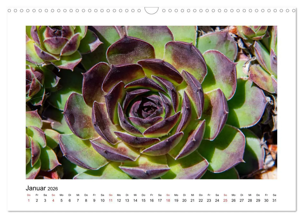 Bild: 9783457792490 | Kakteen und Sukkulenten (Wandkalender 2026 DIN A3 quer), CALVENDO...