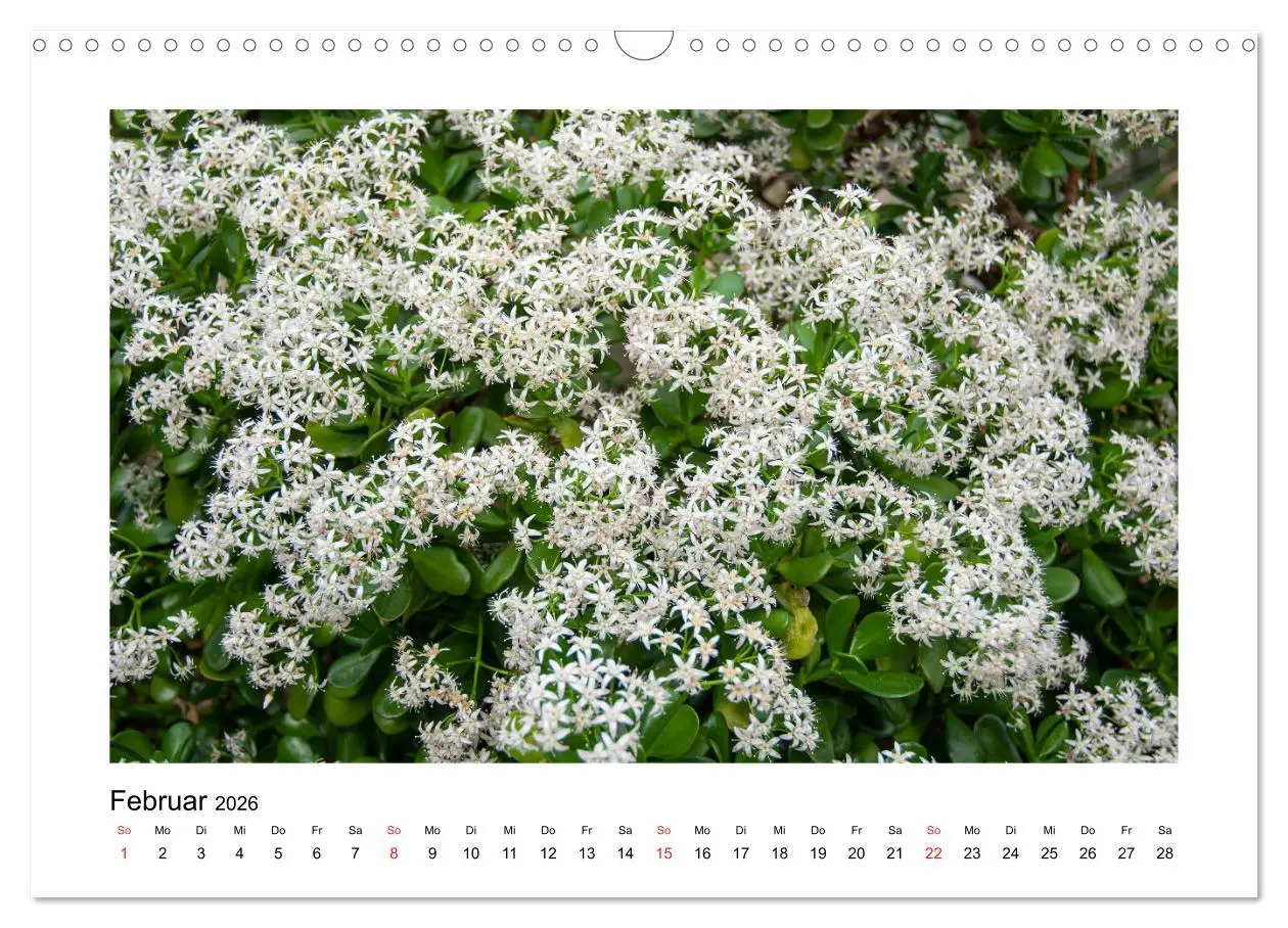 Bild: 9783457792490 | Kakteen und Sukkulenten (Wandkalender 2026 DIN A3 quer), CALVENDO...