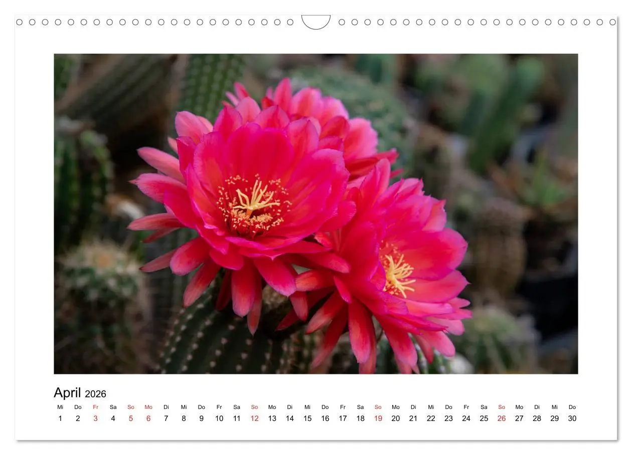 Bild: 9783457792490 | Kakteen und Sukkulenten (Wandkalender 2026 DIN A3 quer), CALVENDO...