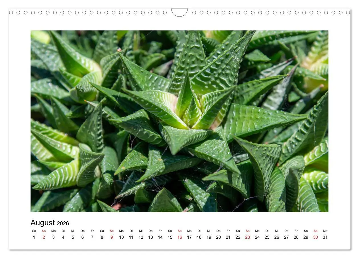 Bild: 9783457792490 | Kakteen und Sukkulenten (Wandkalender 2026 DIN A3 quer), CALVENDO...