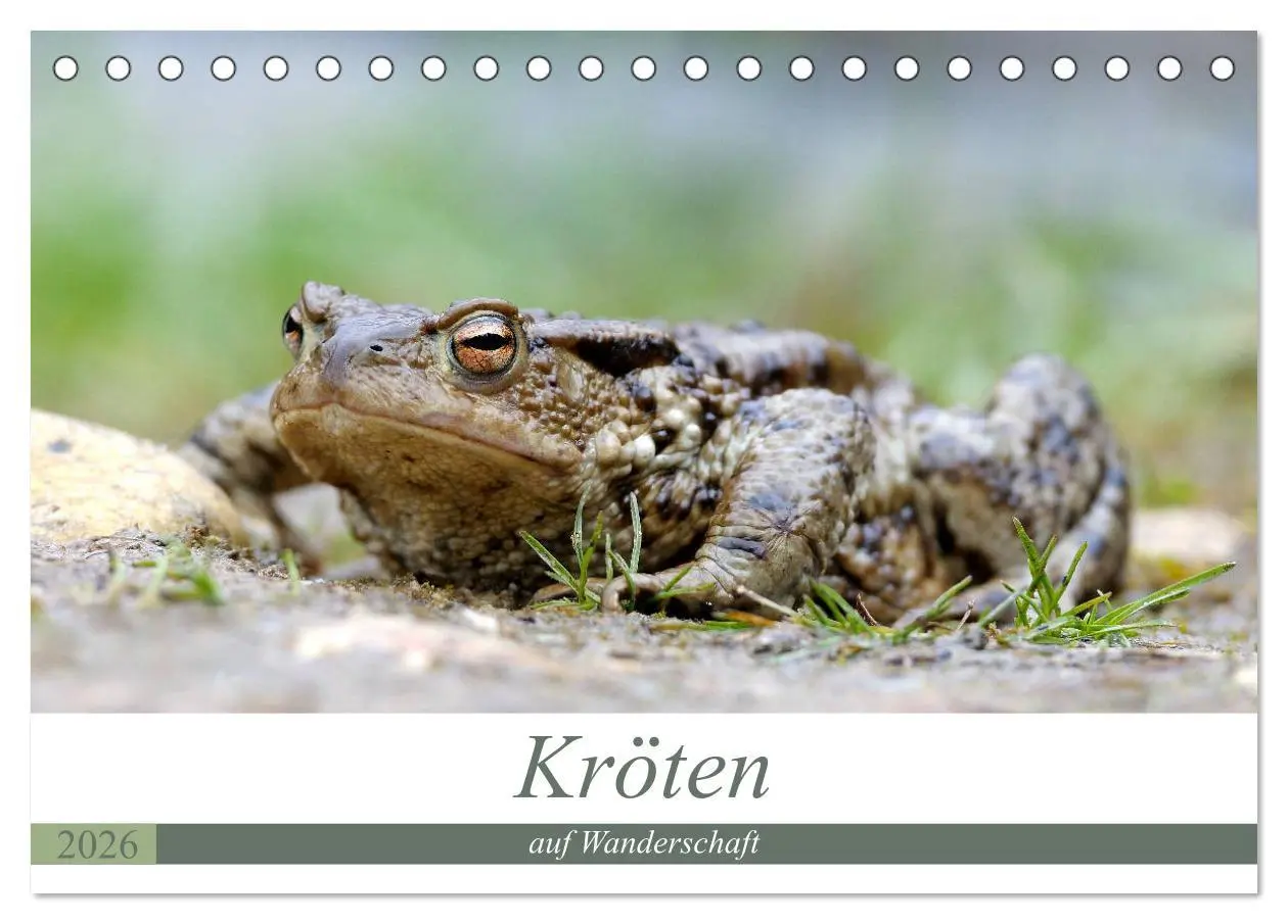 Cover: 9783457862490 | Kröten auf Wanderschaft (Tischkalender 2026 DIN A5 quer), CALVENDO...