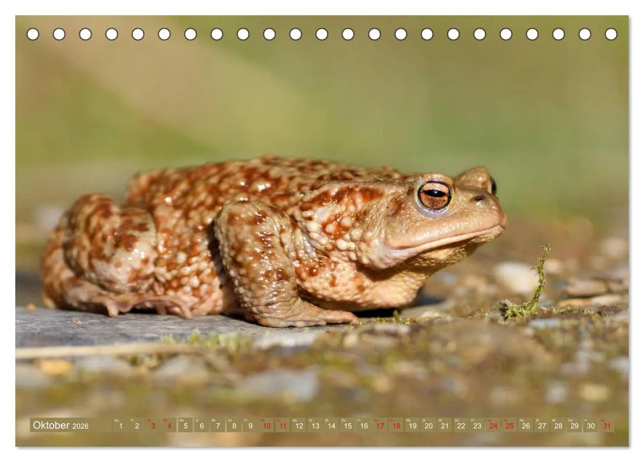 Bild: 9783457862490 | Kröten auf Wanderschaft (Tischkalender 2026 DIN A5 quer), CALVENDO...