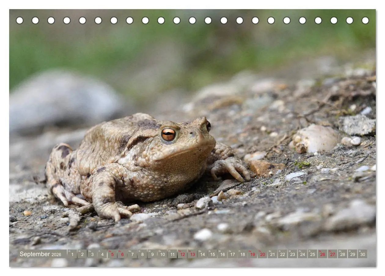 Bild: 9783457862490 | Kröten auf Wanderschaft (Tischkalender 2026 DIN A5 quer), CALVENDO...