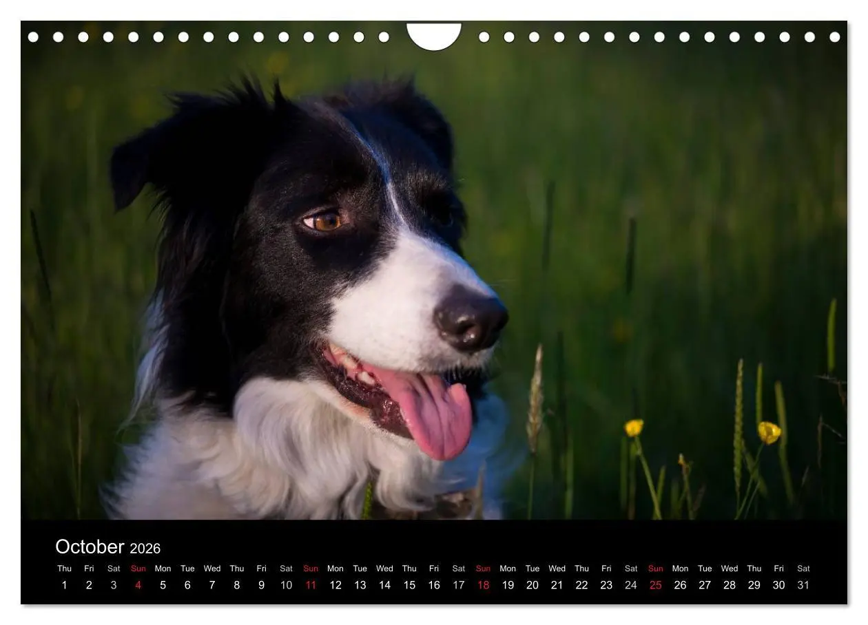 Bild: 9783516572490 | Beauty of a Border Collie (Wall Calendar 2026 DIN A4 landscape),...