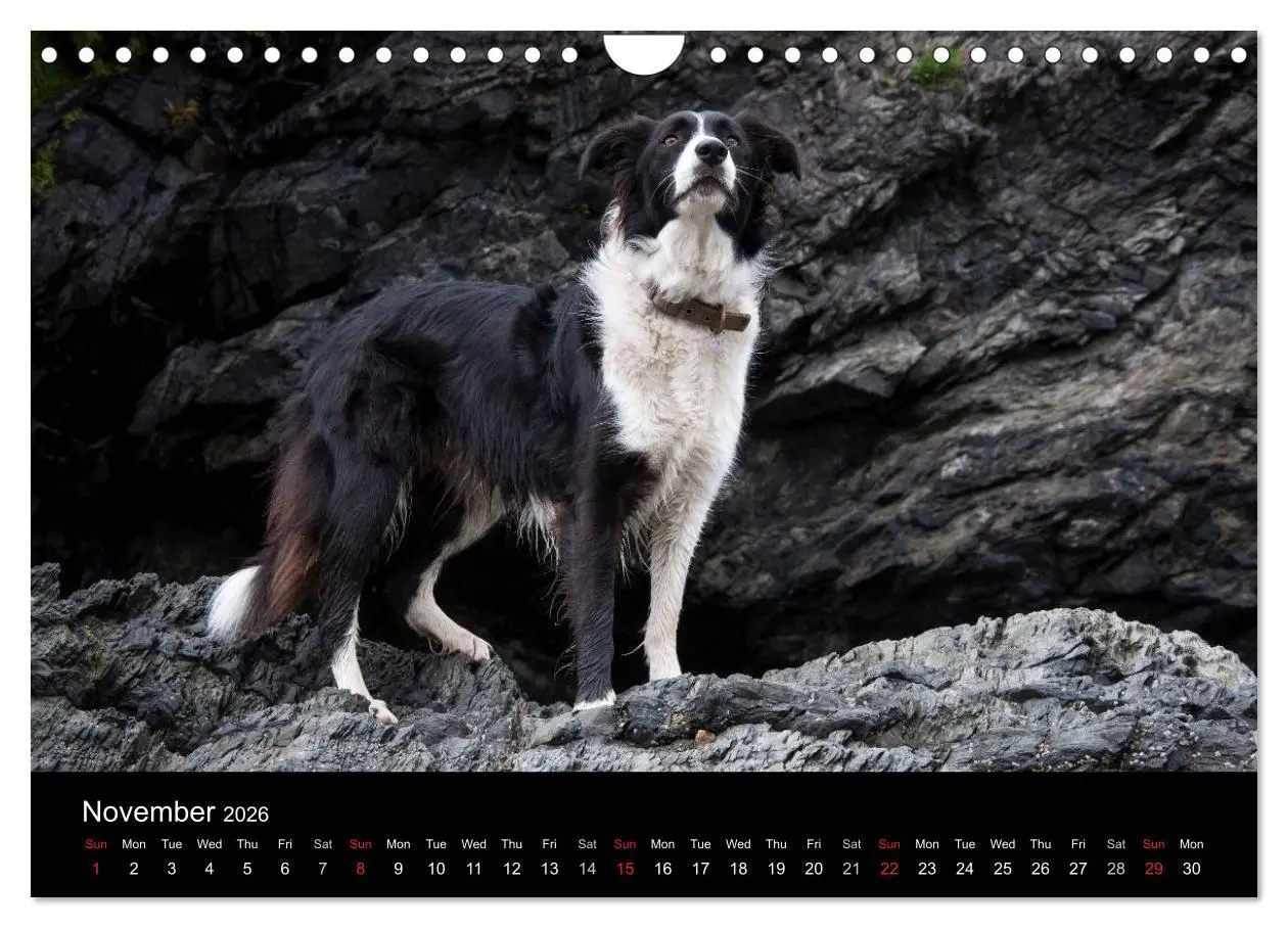 Bild: 9783516572490 | Beauty of a Border Collie (Wall Calendar 2026 DIN A4 landscape),...