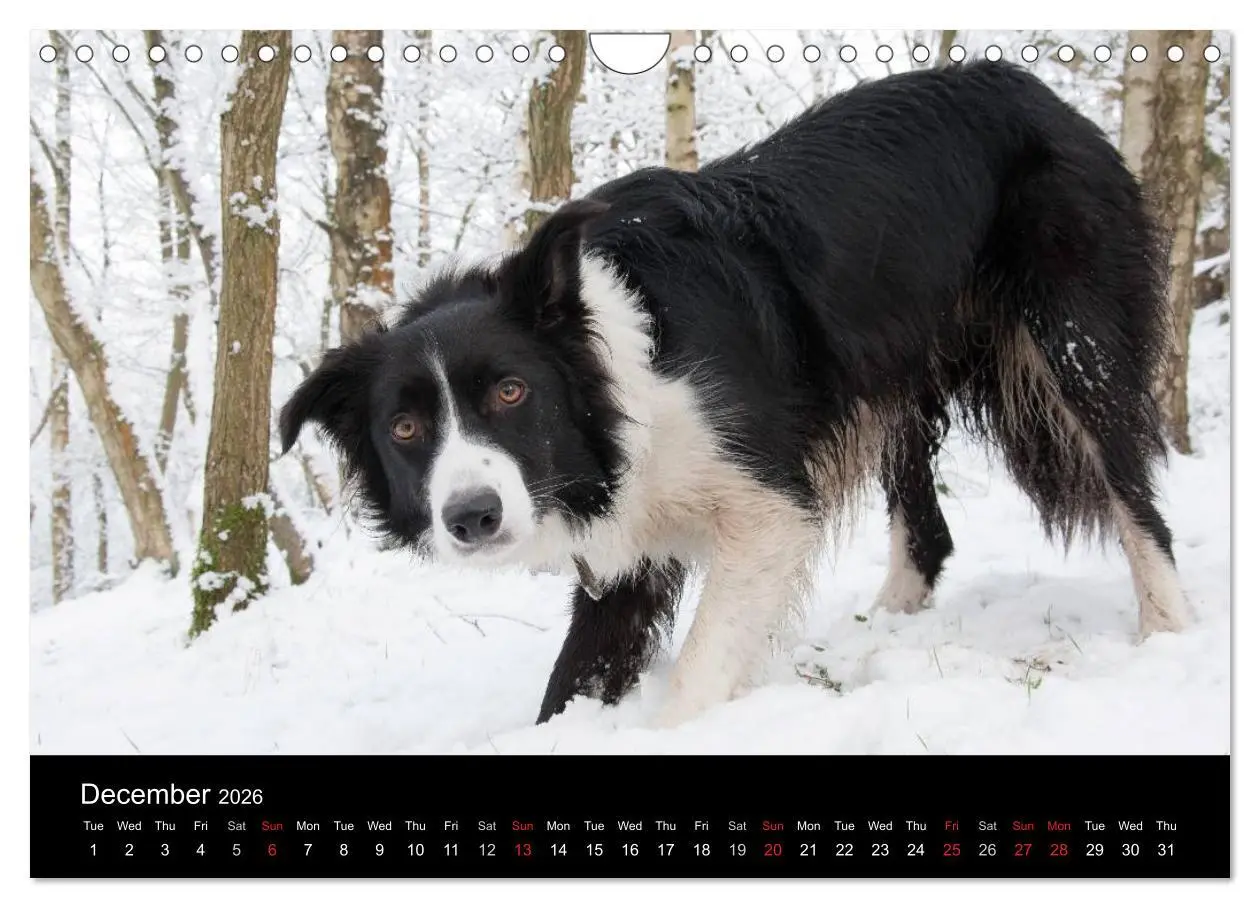 Bild: 9783516572490 | Beauty of a Border Collie (Wall Calendar 2026 DIN A4 landscape),...