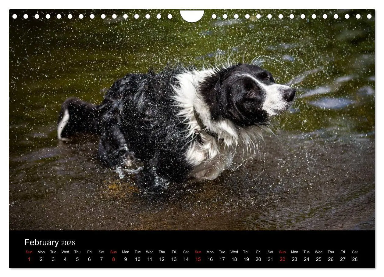 Bild: 9783516572490 | Beauty of a Border Collie (Wall Calendar 2026 DIN A4 landscape),...