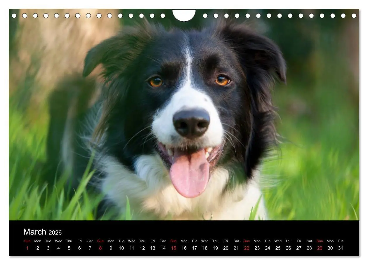 Bild: 9783516572490 | Beauty of a Border Collie (Wall Calendar 2026 DIN A4 landscape),...