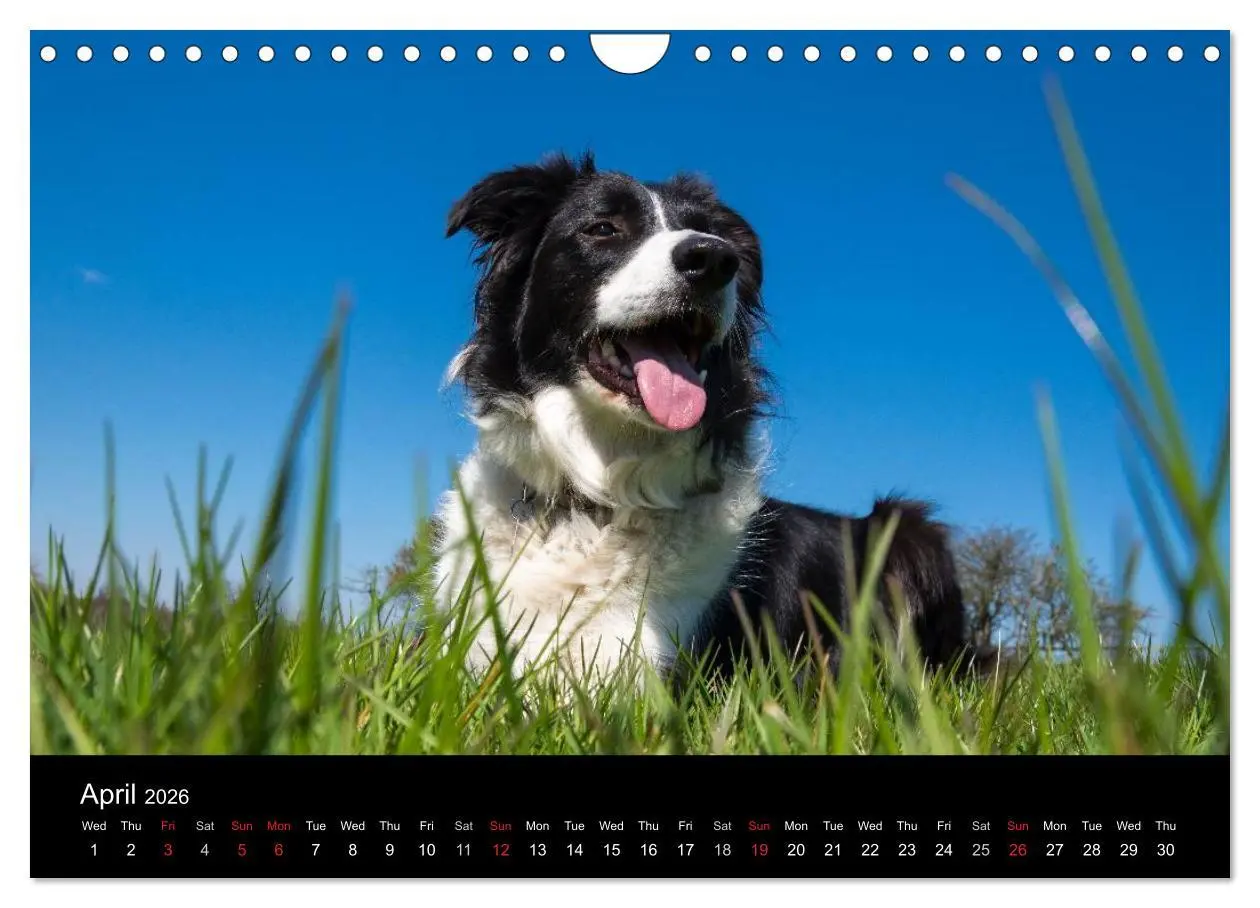 Bild: 9783516572490 | Beauty of a Border Collie (Wall Calendar 2026 DIN A4 landscape),...
