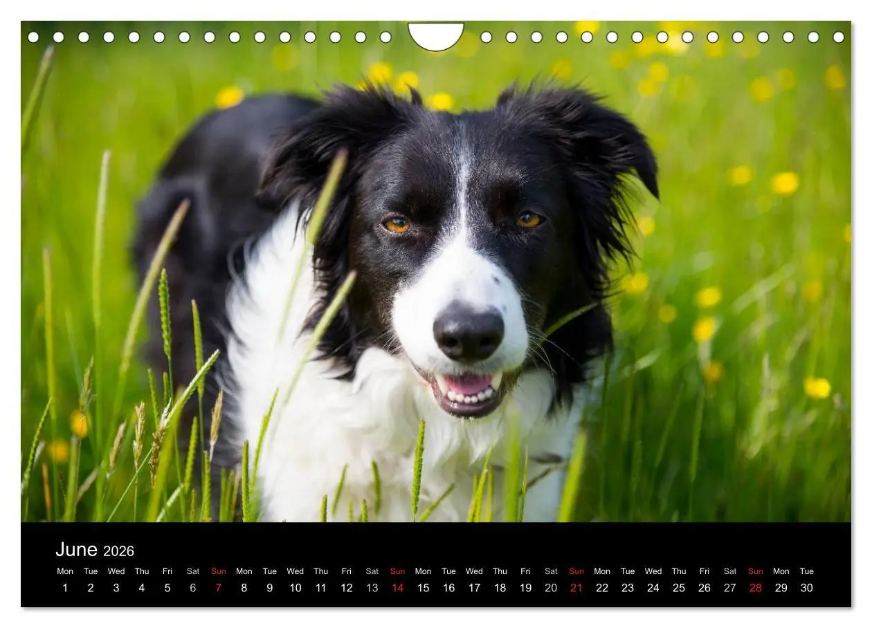 Bild: 9783516572490 | Beauty of a Border Collie (Wall Calendar 2026 DIN A4 landscape),...