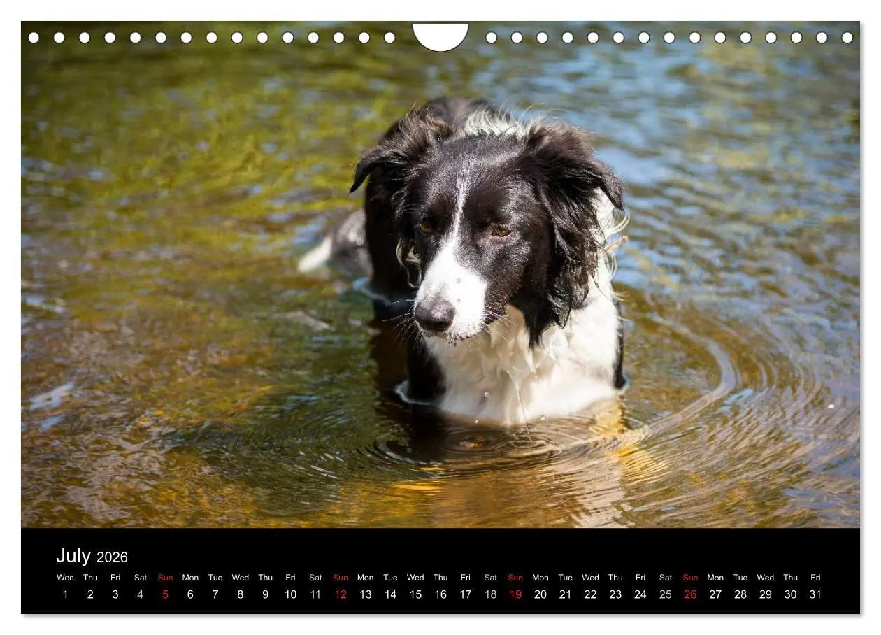 Bild: 9783516572490 | Beauty of a Border Collie (Wall Calendar 2026 DIN A4 landscape),...