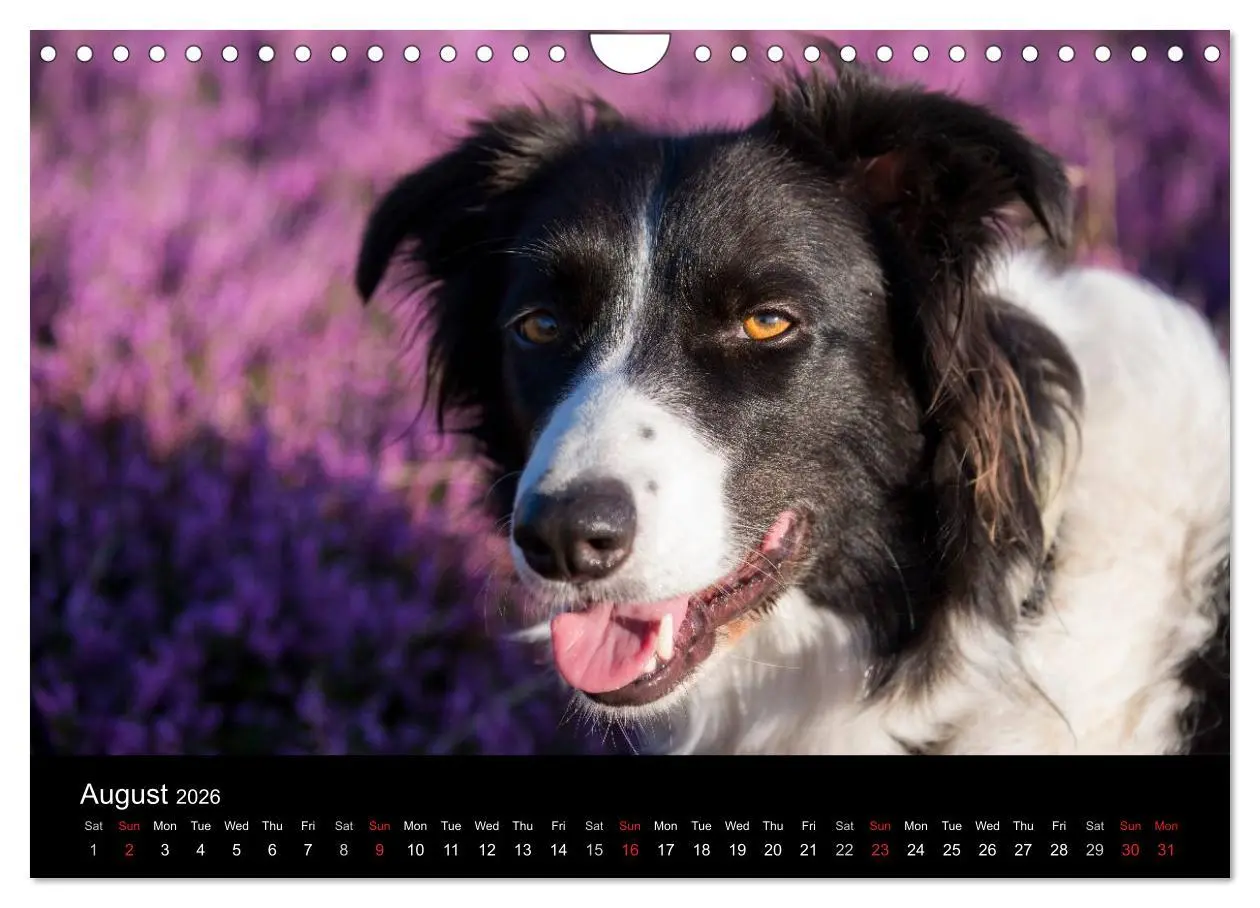 Bild: 9783516572490 | Beauty of a Border Collie (Wall Calendar 2026 DIN A4 landscape),...