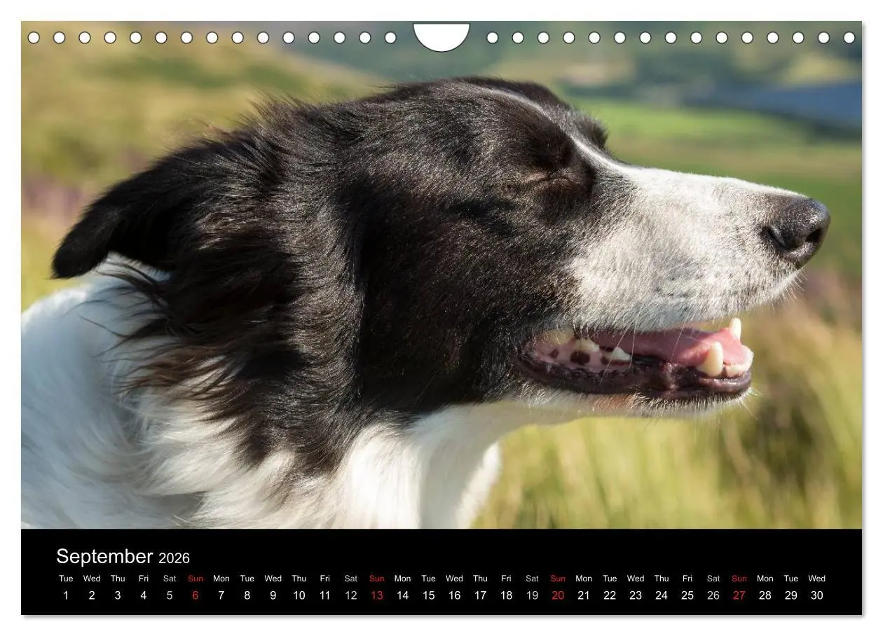 Bild: 9783516572490 | Beauty of a Border Collie (Wall Calendar 2026 DIN A4 landscape),...