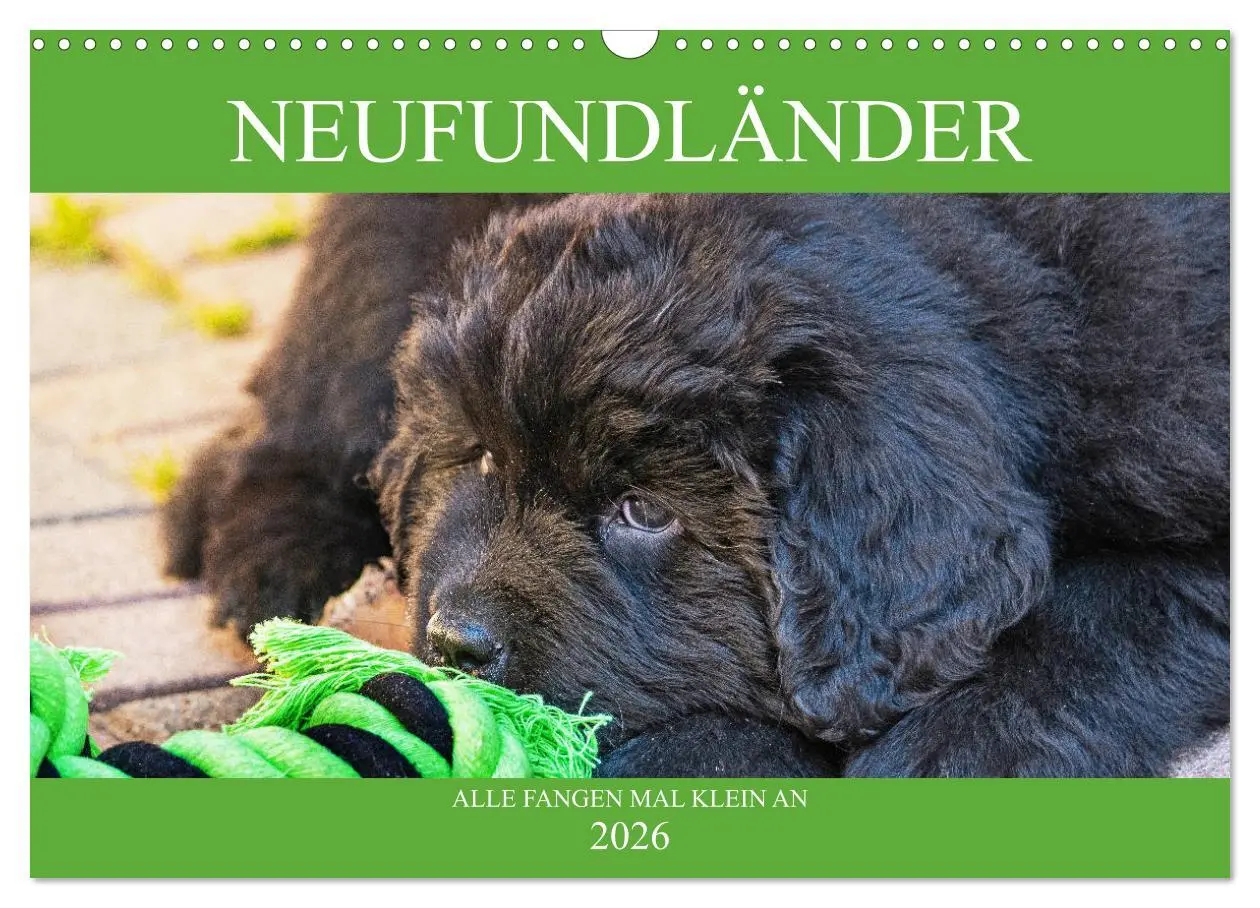 Cover: 9783457782590 | Neufundländer - Alle fangen mal klein an (Wandkalender 2026 DIN A3...