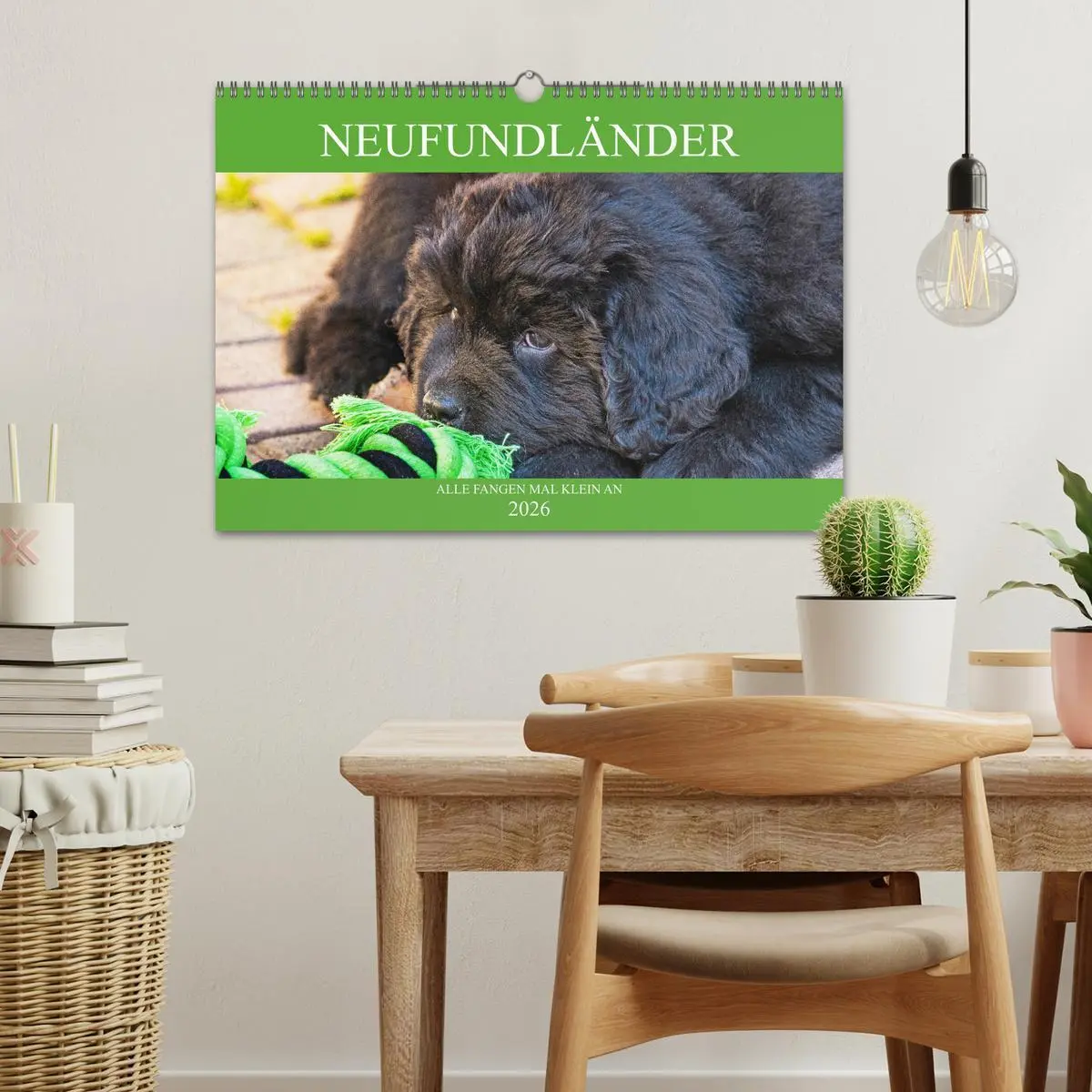 Bild: 9783457782590 | Neufundländer - Alle fangen mal klein an (Wandkalender 2026 DIN A3...