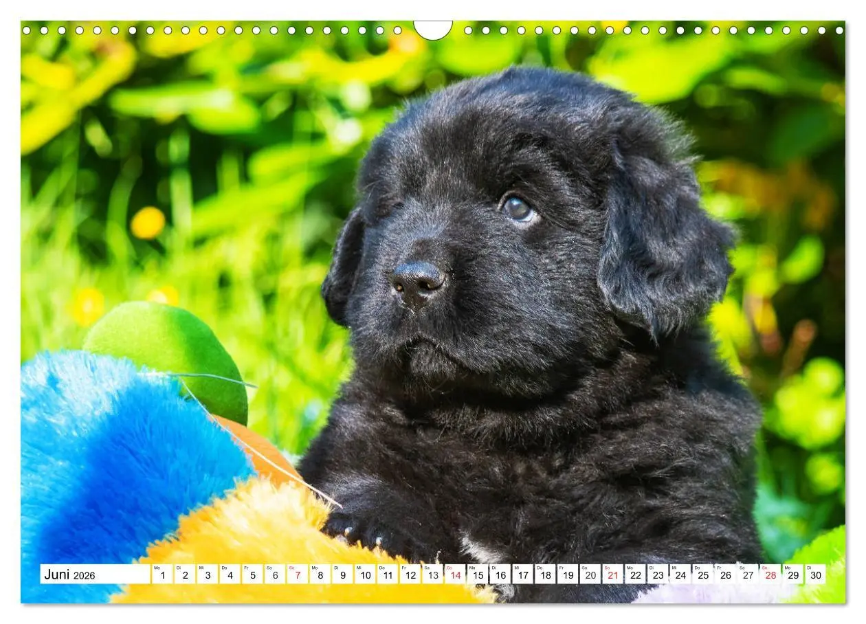 Bild: 9783457782590 | Neufundländer - Alle fangen mal klein an (Wandkalender 2026 DIN A3...
