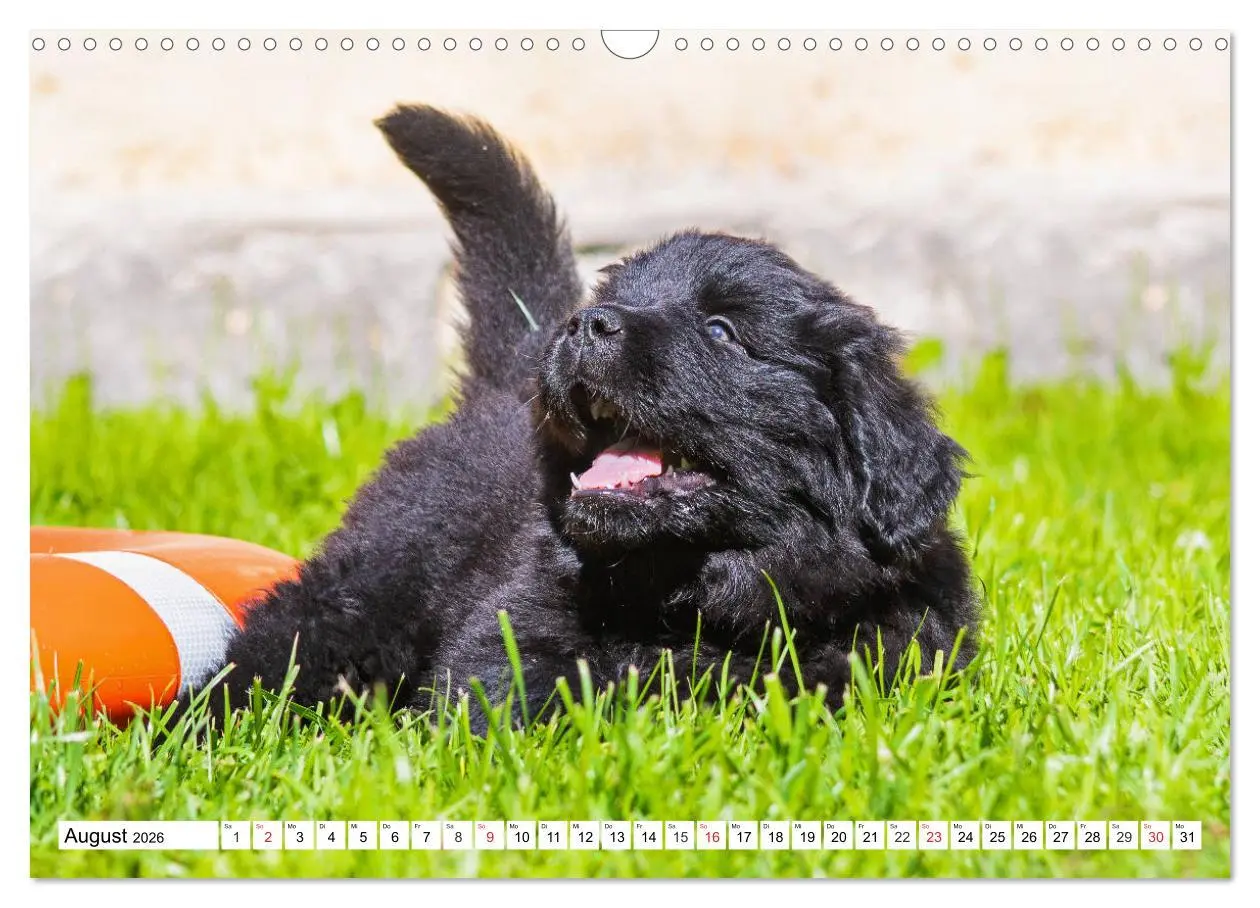 Bild: 9783457782590 | Neufundländer - Alle fangen mal klein an (Wandkalender 2026 DIN A3...