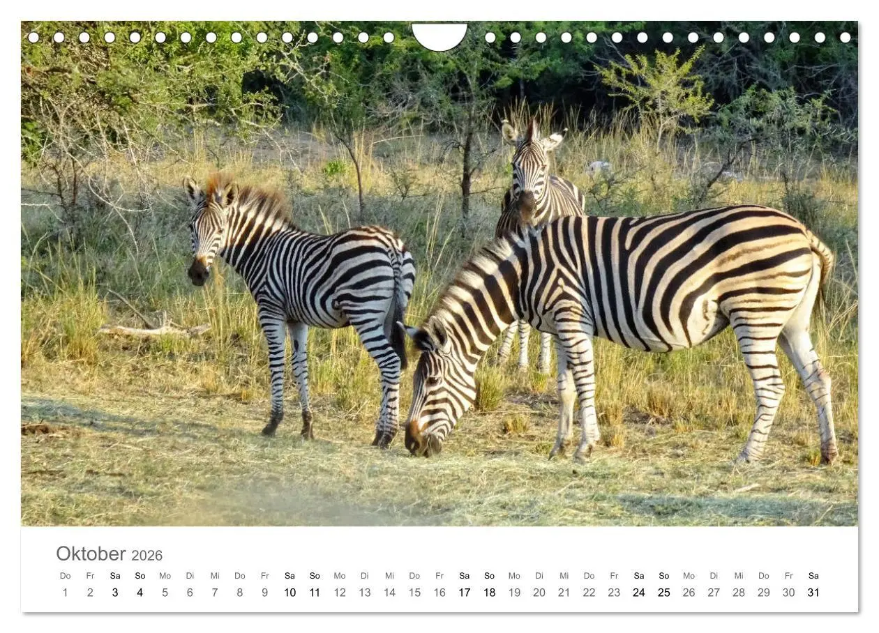 Bild: 9783457922590 | Afrika - Tiere im Krüger Nationalpark (Wandkalender 2026 DIN A4...