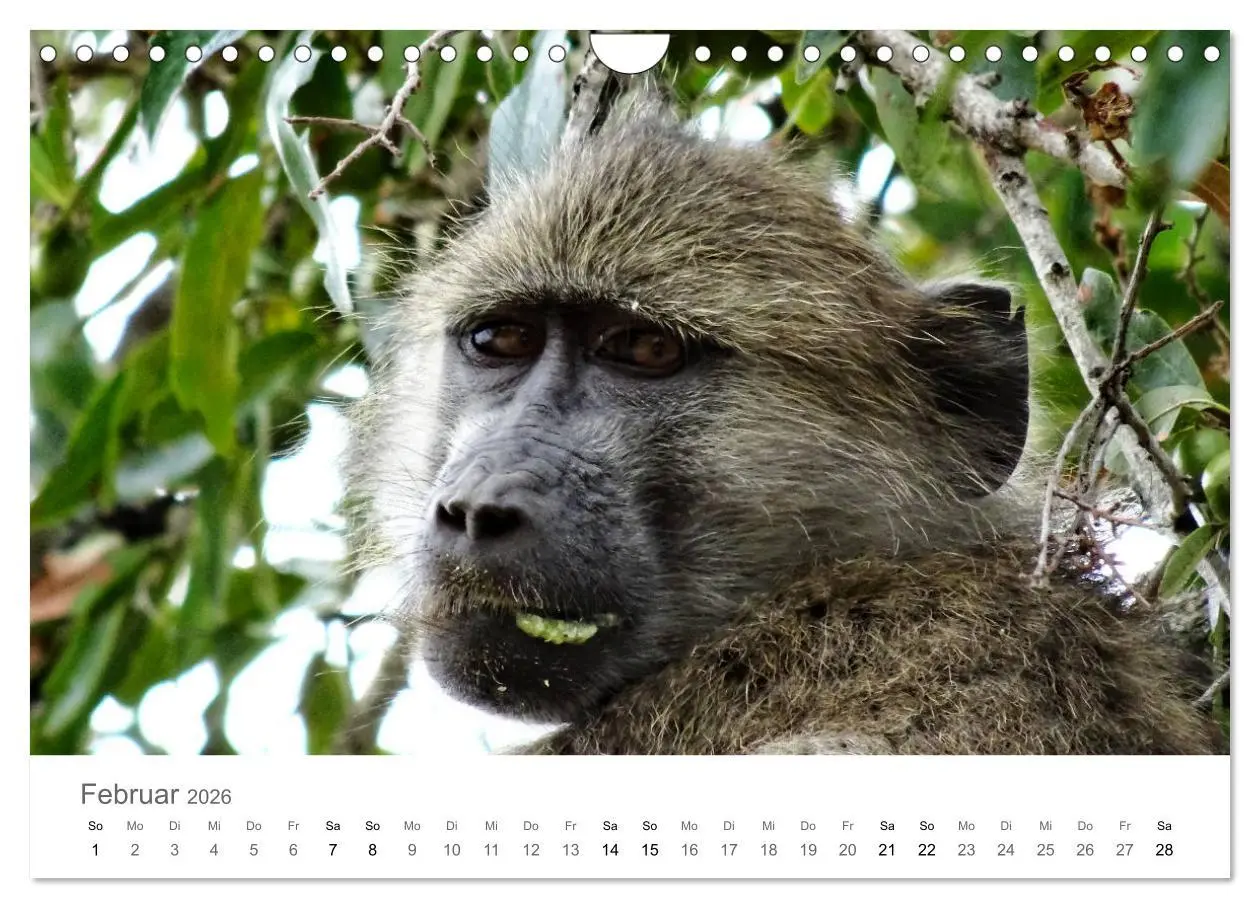 Bild: 9783457922590 | Afrika - Tiere im Krüger Nationalpark (Wandkalender 2026 DIN A4...