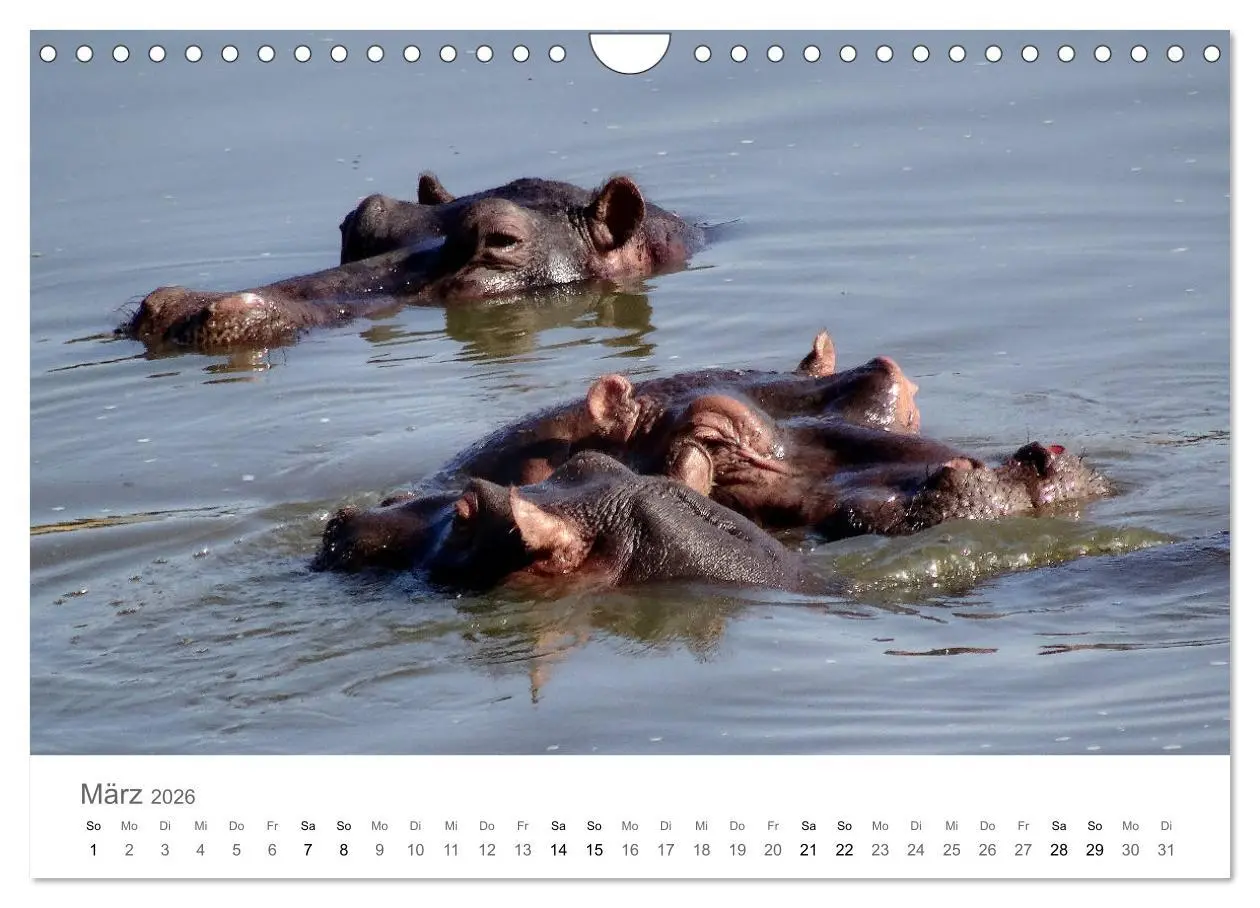Bild: 9783457922590 | Afrika - Tiere im Krüger Nationalpark (Wandkalender 2026 DIN A4...