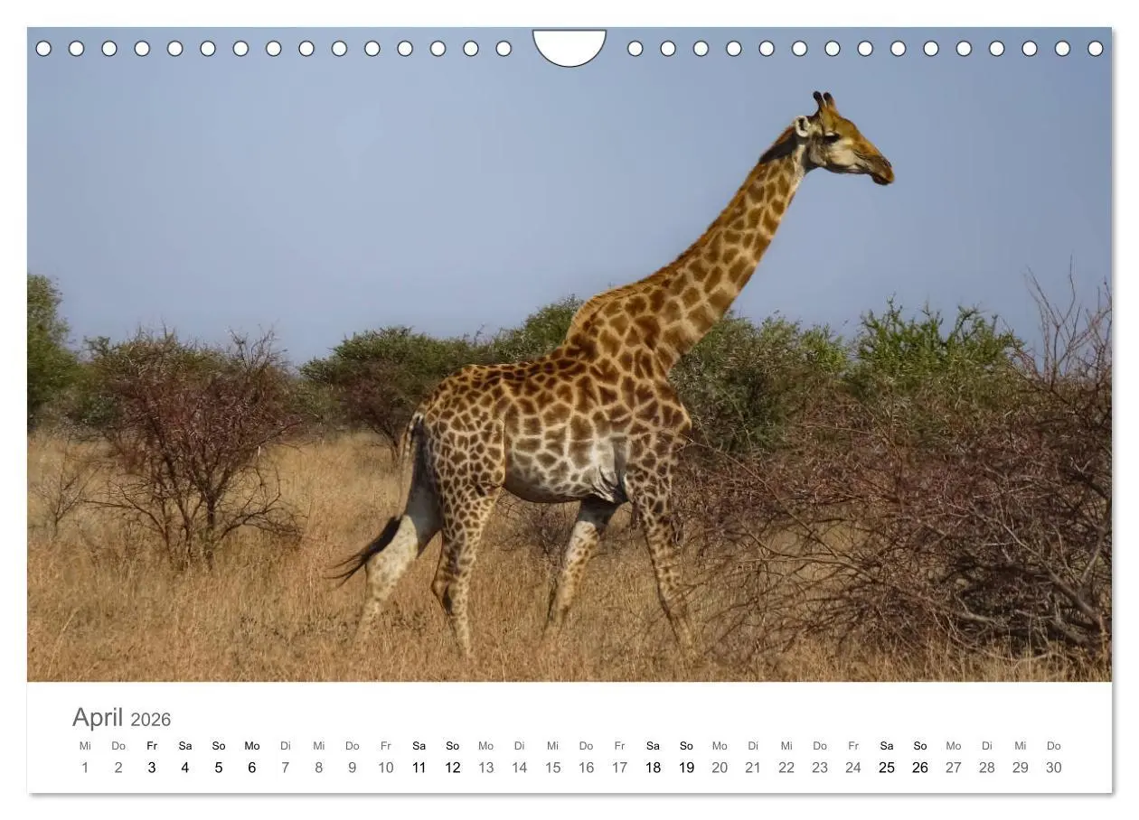 Bild: 9783457922590 | Afrika - Tiere im Krüger Nationalpark (Wandkalender 2026 DIN A4...