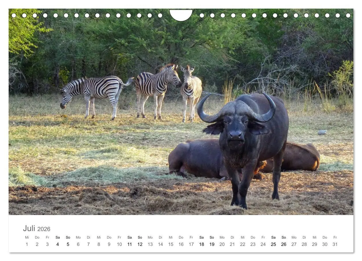 Bild: 9783457922590 | Afrika - Tiere im Krüger Nationalpark (Wandkalender 2026 DIN A4...