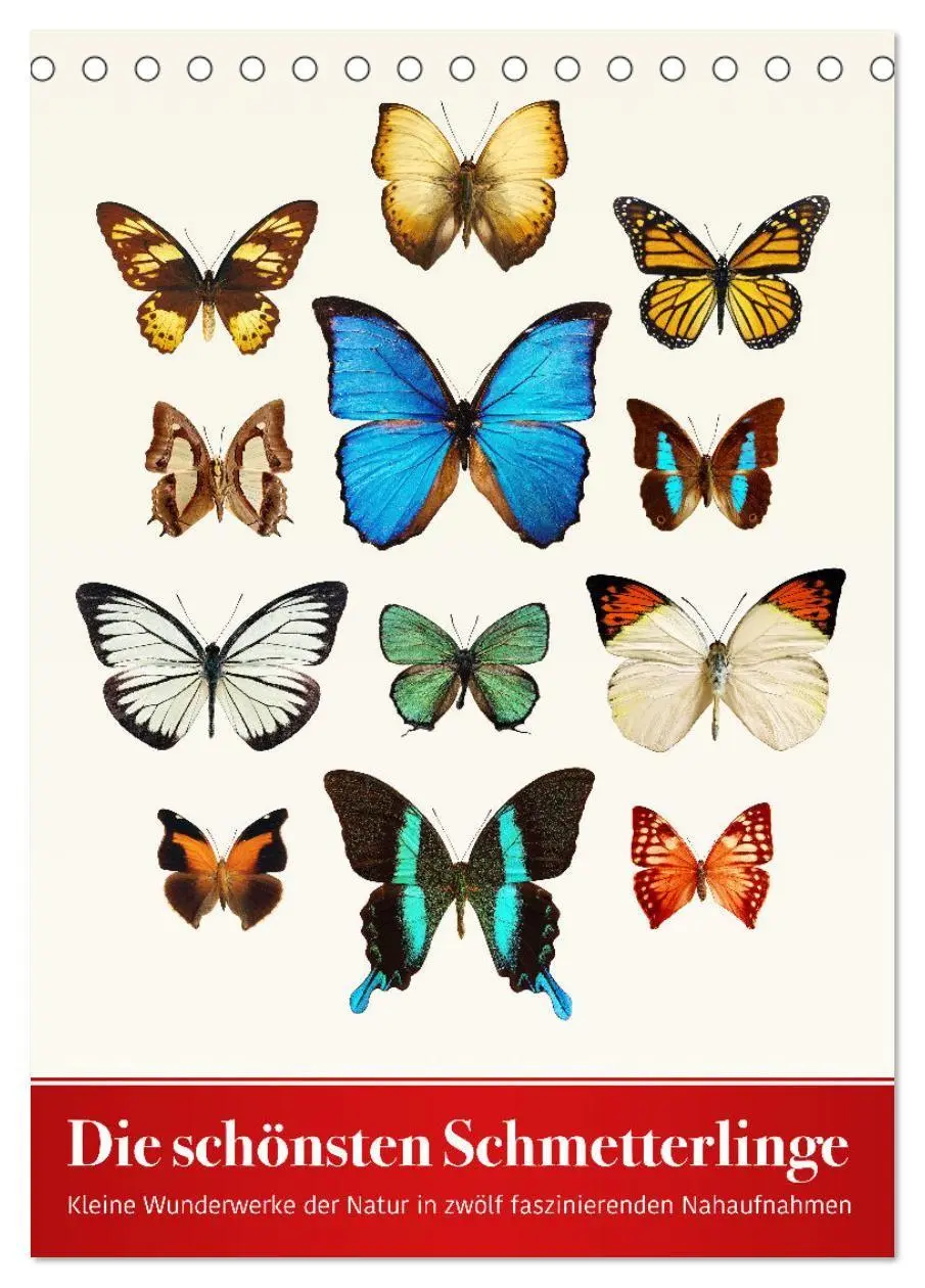 Cover: 9783569952690 | Die schönsten Schmetterlinge (Tischkalender 2027 DIN A5 hoch),...