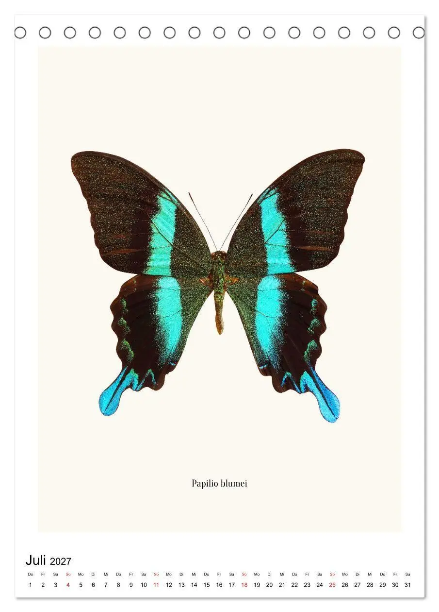 Bild: 9783569952690 | Die schönsten Schmetterlinge (Tischkalender 2027 DIN A5 hoch),...