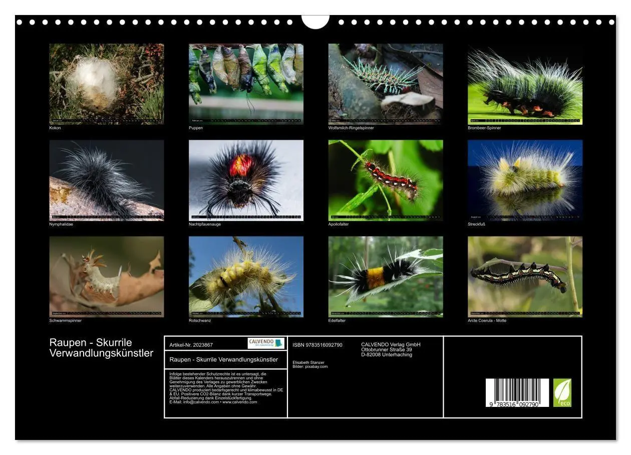 Bild: 9783516092790 | Raupen - Skurrile Verwandlungskünstler (Wandkalender 2026 DIN A3...