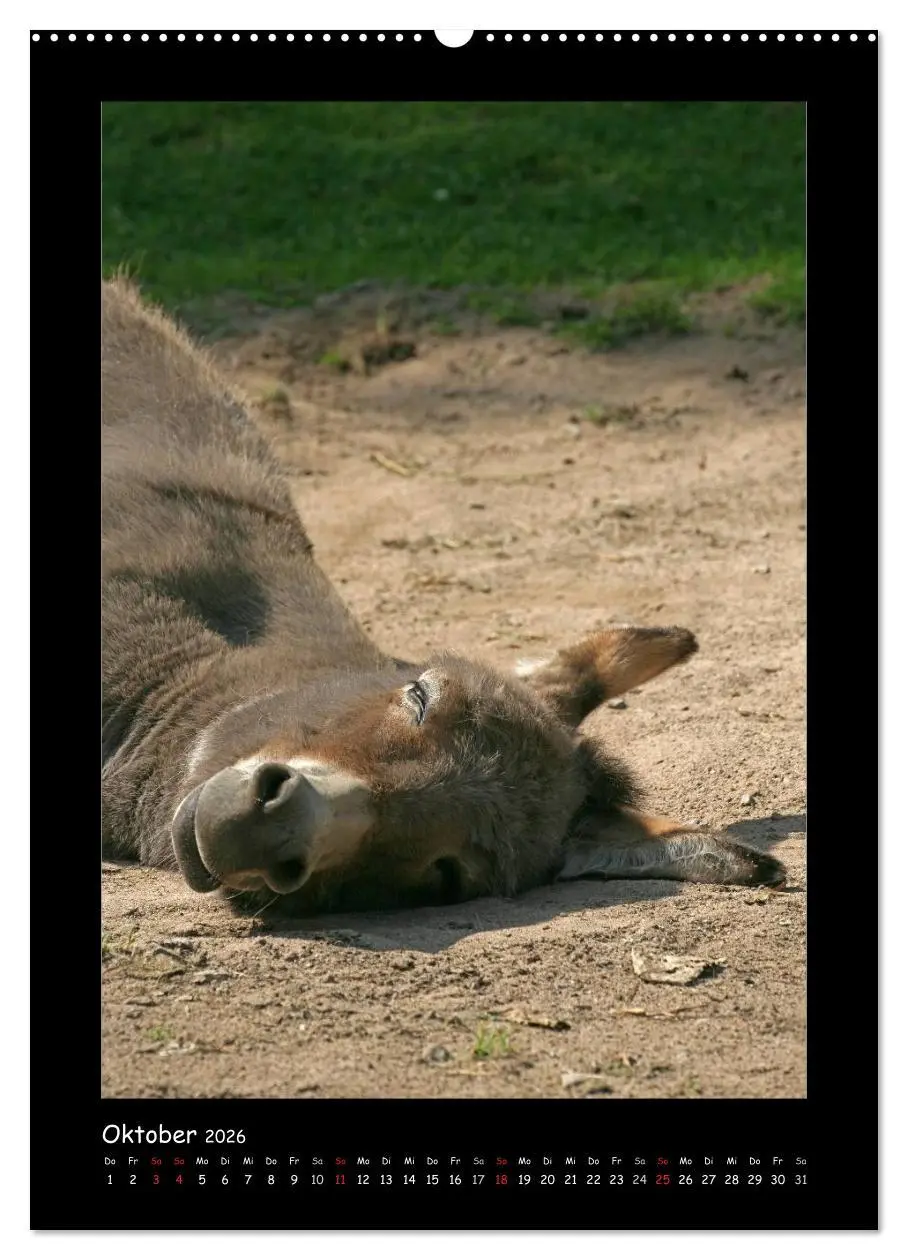 Bild: 9783516472790 | Esel und Mulis (hochwertiger Premium Wandkalender 2026 DIN A2...