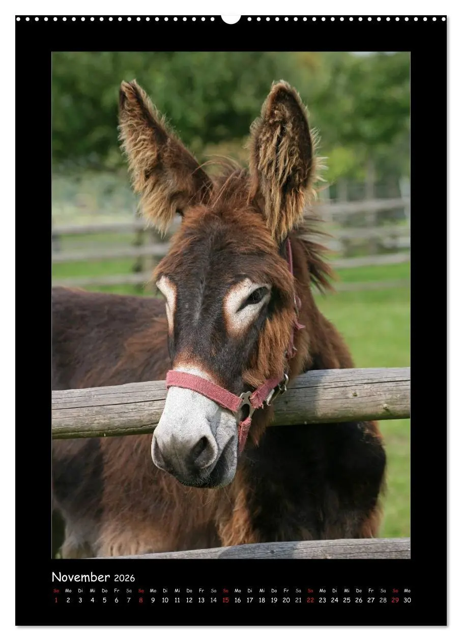 Bild: 9783516472790 | Esel und Mulis (hochwertiger Premium Wandkalender 2026 DIN A2...