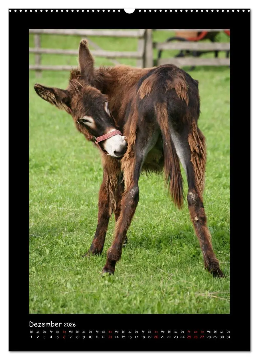 Bild: 9783516472790 | Esel und Mulis (hochwertiger Premium Wandkalender 2026 DIN A2...