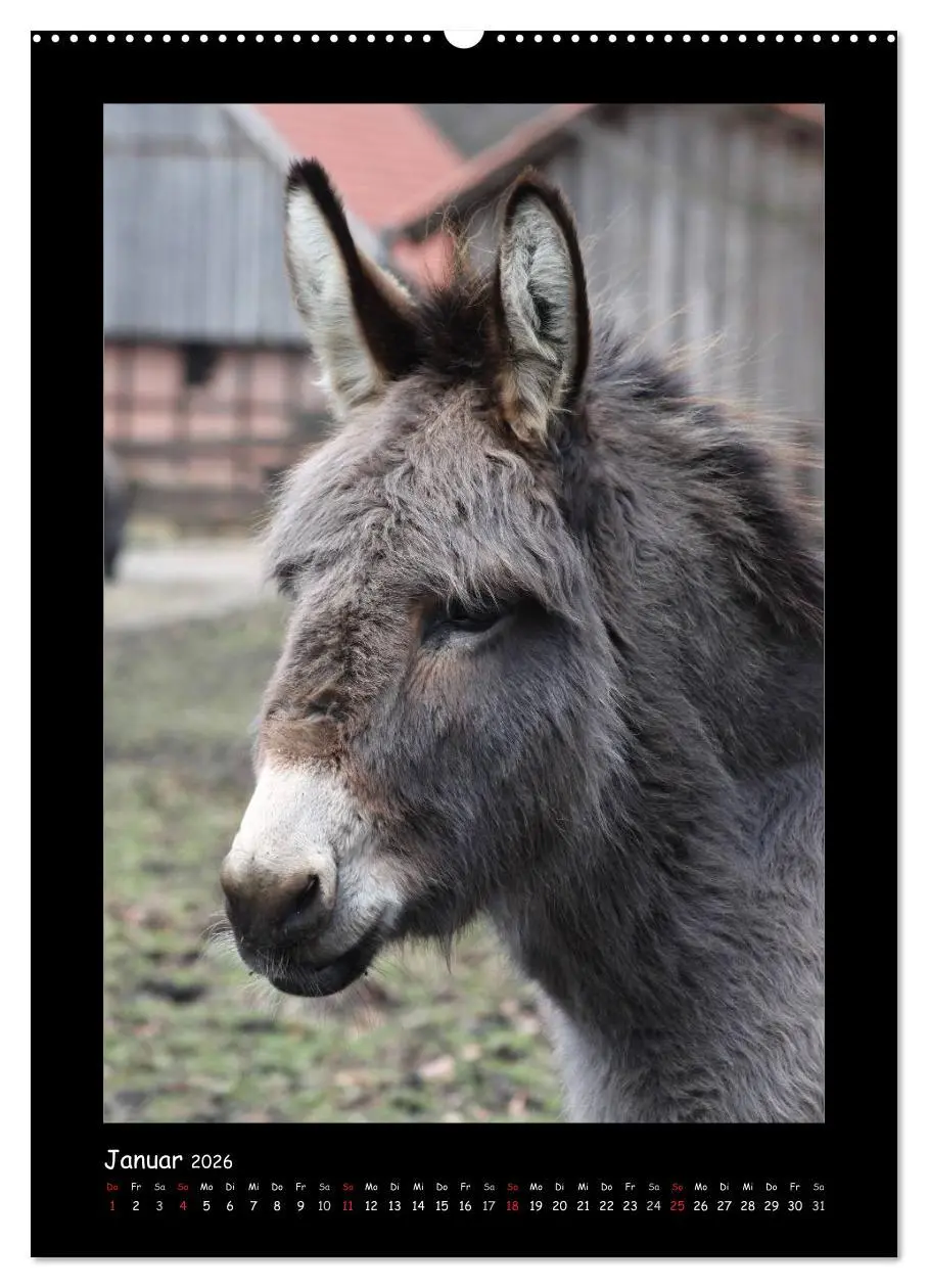 Bild: 9783516472790 | Esel und Mulis (hochwertiger Premium Wandkalender 2026 DIN A2...