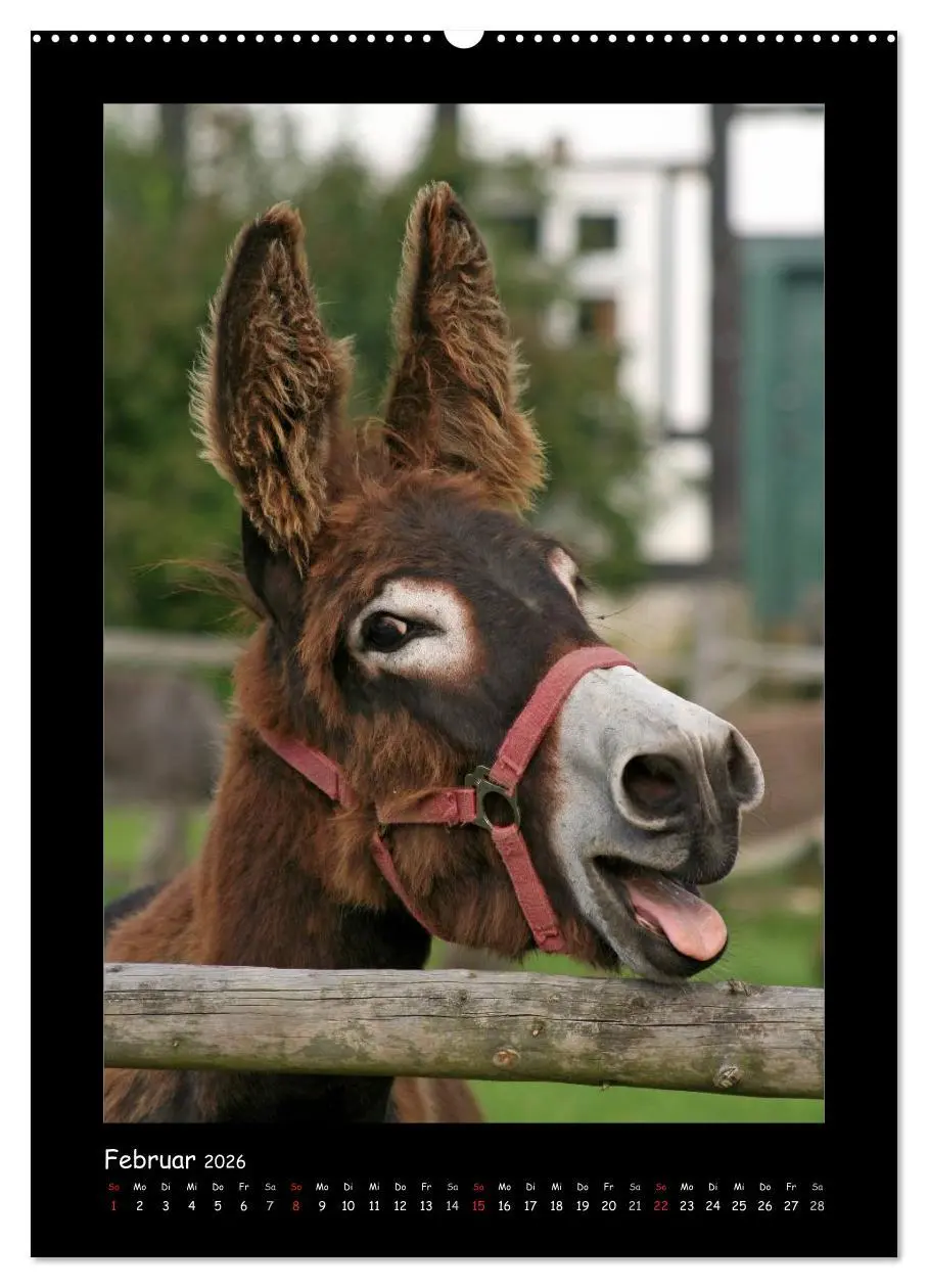 Bild: 9783516472790 | Esel und Mulis (hochwertiger Premium Wandkalender 2026 DIN A2...