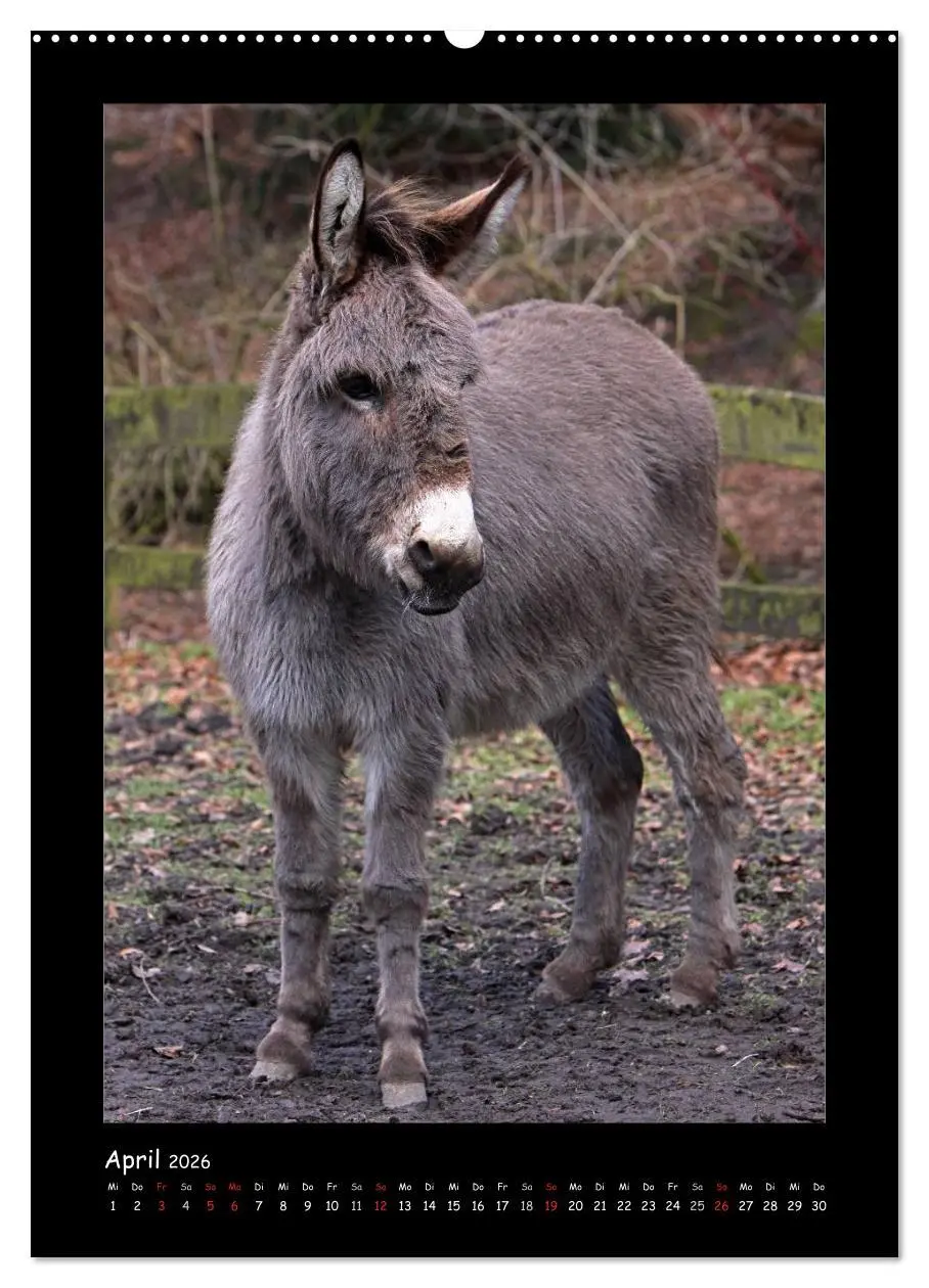 Bild: 9783516472790 | Esel und Mulis (hochwertiger Premium Wandkalender 2026 DIN A2...