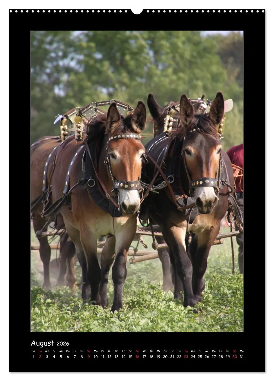 Bild: 9783516472790 | Esel und Mulis (hochwertiger Premium Wandkalender 2026 DIN A2...