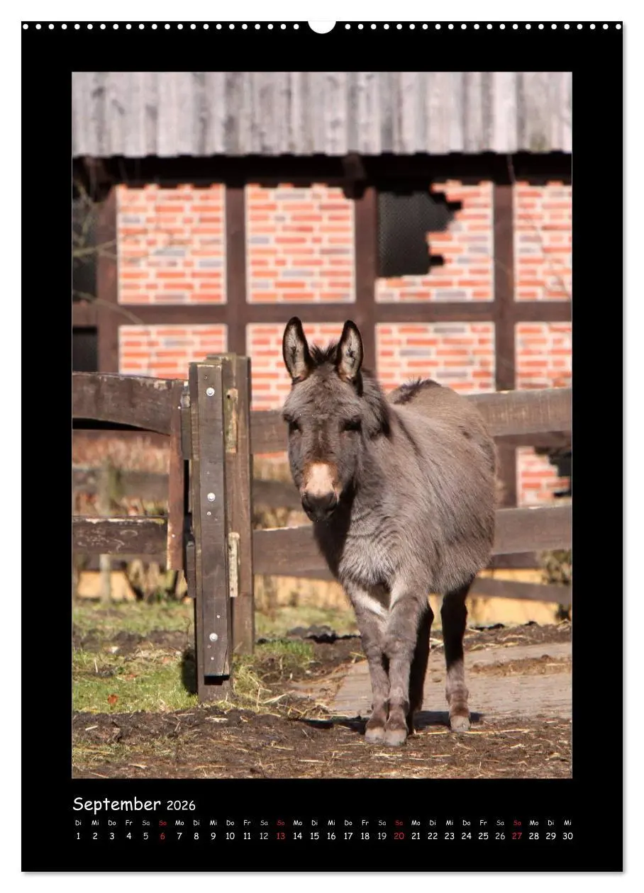 Bild: 9783516472790 | Esel und Mulis (hochwertiger Premium Wandkalender 2026 DIN A2...